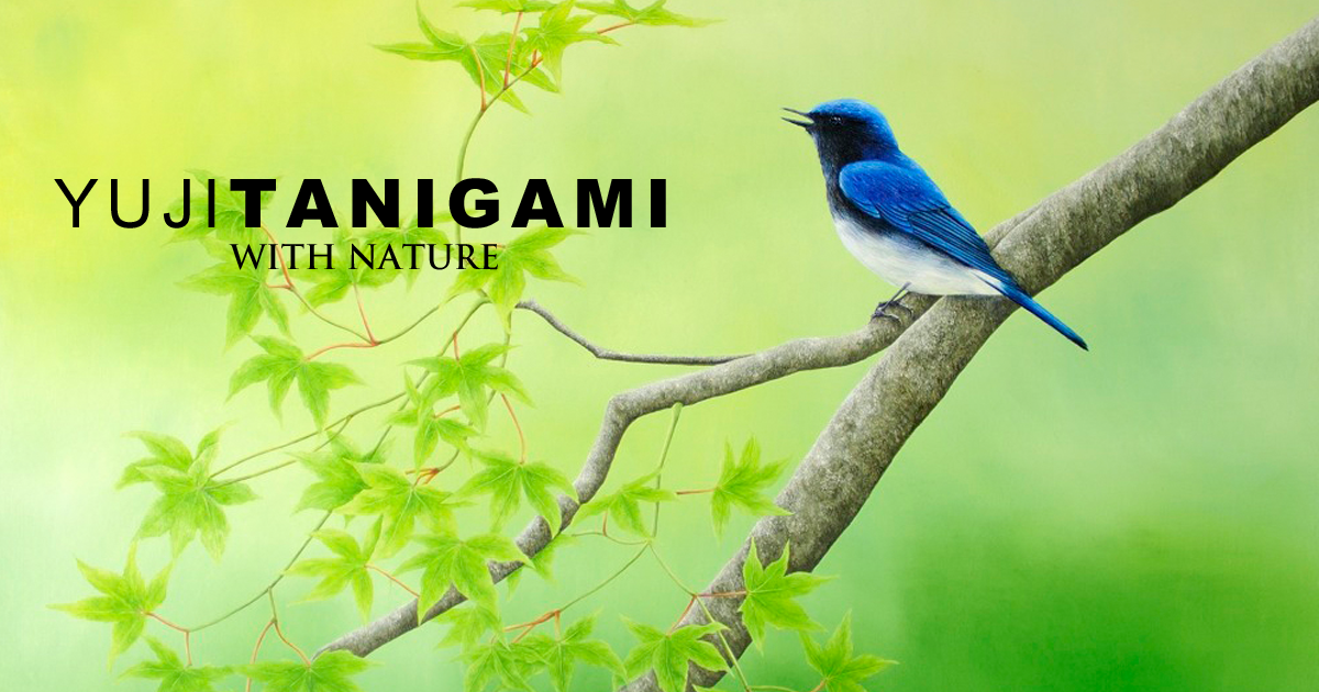 YUJI TANIGAMI | With Nature | 絵と写真で綴る生きものたちの世界